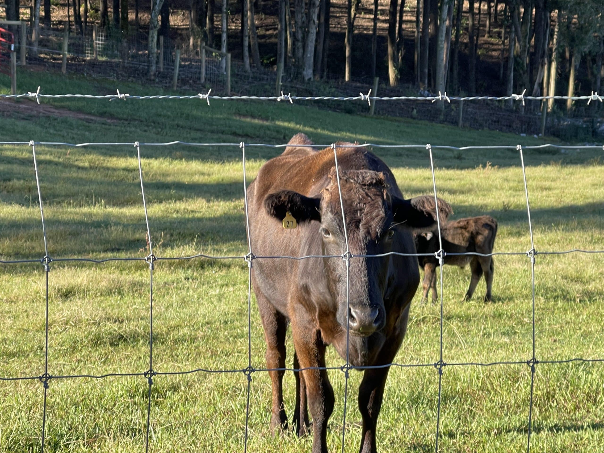 A cow peers at the camera through a galvanized wire fence.