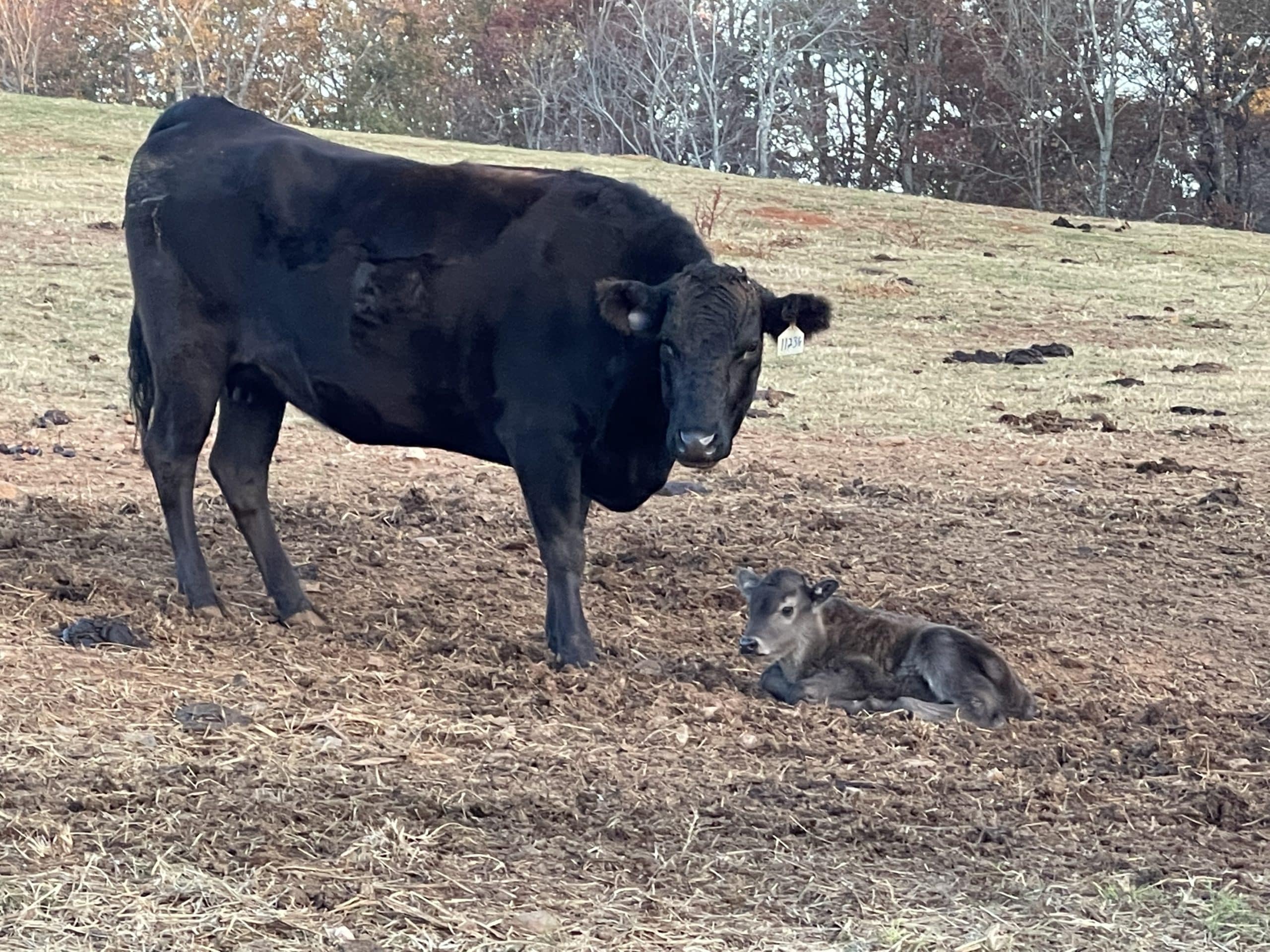 A cow stands across from its calf, that is sitting down in a pasture.
